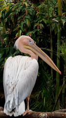 モモイロペリカン