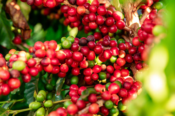 Closeup of coffee fruit in coffee farm and plantations in Brazil
