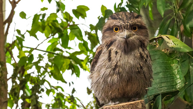 コノハズク の画像 1 122 件の Stock 写真 ベクターおよびビデオ Adobe Stock