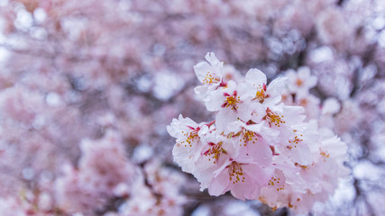 桜②