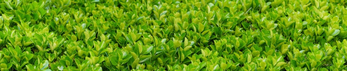  panoramic view of spindle tree. green color background