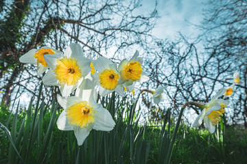 White Yellow Daffodil Flowers Meadow