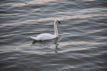 A white swan swims on the surface of the water