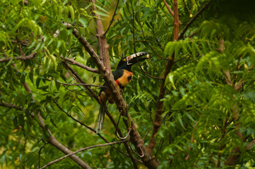 Collared aracari (Pteroglossus torquatus) perched on tree and eating fruit.