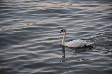 The white swan swims on small waves of water whose surface shines through