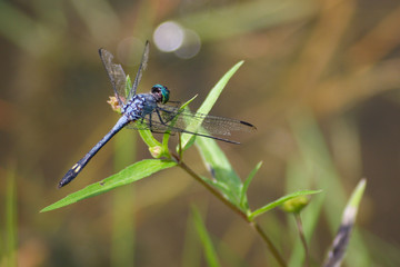 Blue dragonfly lying on the grass