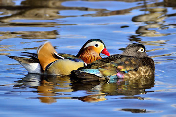 Mandarin duck and female wood duck