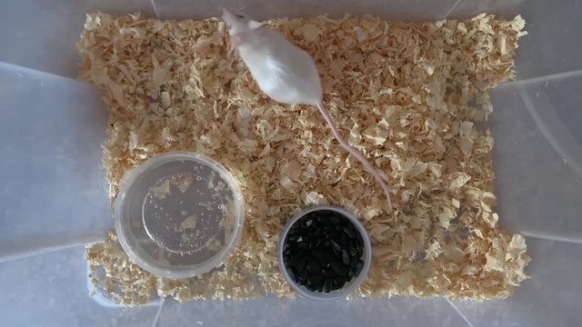 White albino laboratory mouse running in a plastic box and looking for food, cute little rodent, pet animal concept