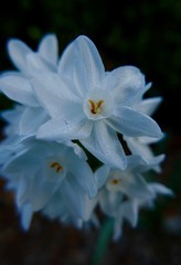 white flower