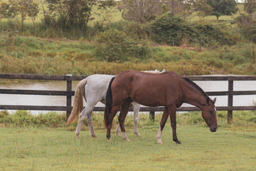 Obraz premium Cavalos