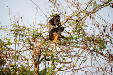 A group of Dusky leaf monkey,spectacled langur, or spectacled leaf monkey, high angle view, side shot, foraging on the tangle of vines in national park of tropical forest, lower central of Thailand