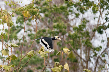 Adult Oriental pied hornbill (Antracoceros albirostris), high angle view, side shot, spread wings and free flying under the brightly light in Kaeng Krachan National  Park, the jungle of Thailand.