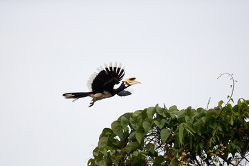 Adult Oriental pied hornbill (Antracoceros albirostris), high angle view, side shot, spread wings and free flying under the brightly light in Kaeng Krachan National  Park, the jungle of Thailand.