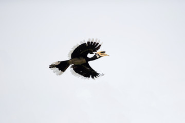Adult Oriental pied hornbill (Antracoceros albirostris), high angle view, side shot, spread wings...