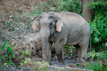 Fototapeta premium Asia elephant (Elephas maximus) or Asiatic elephant, angle view, side shot, playing happily in mud swamp in tropical evergreen forest on sunset, Kaeng Krachan National Park, the jungle of Thailand.