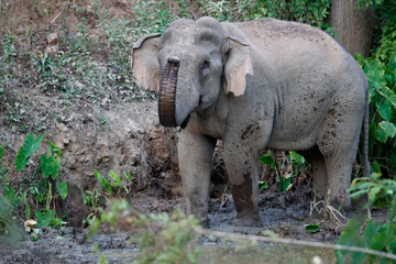 Fototapeta premium Asia elephant (Elephas maximus) or Asiatic elephant, angle view, side shot, playing happily in mud swamp in tropical evergreen forest on sunset, Kaeng Krachan National Park, the jungle of Thailand.