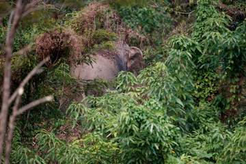 Asia elephant (Elephas maximus) or Asiatic elephant, angle view, rear shot, foraging plant behind the bush in tropical evergreen forest in sunset, Kaeng Krachan National Park, the jungle of Thailand.
