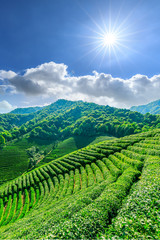 Fototapeta premium Tea plantation on sunny day,green nature landscape.