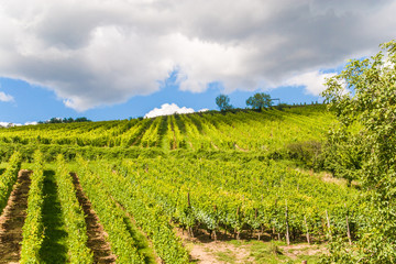Fototapeta na wymiar A vineyard in Alsace France.