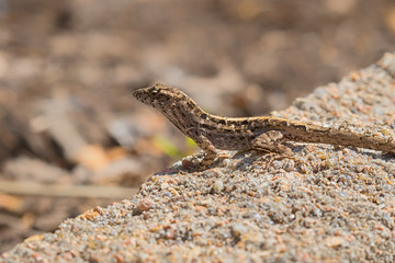 The brown anoles (Anolis sagrei) are invasive species  to Texas