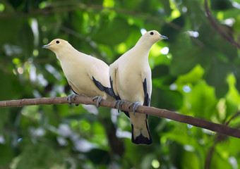 The couple of pied imperial pigeons (Ducula bicolor) looking apart