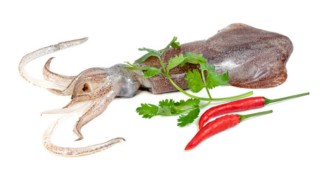 Obraz premium squid with chili and coriander isolated on white background