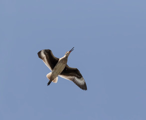 The willet (Tringa semipalmata) flying in the blue sky, Galveston Island, Texas, USA