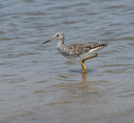 Greater yellowlegs (Tringa melanoleuca)  feeding in the shallow water, Galveston, USA