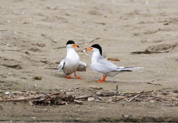  The couple of Forster's Terns (Terna forsteri) breeding behavior
