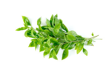 leaf  fresh basil isolated on white background ,Green leaves pattern