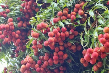 Lychee, ripe red on a tree in the garden – Image   