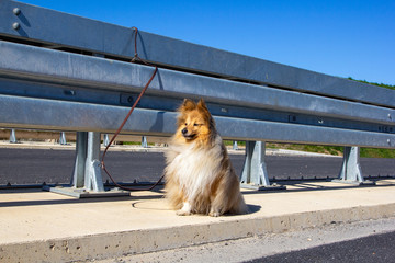 A shetland sheepdog has been abandoned on the highway
