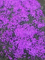background of purple flowers