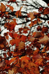 closeup of fall leaves