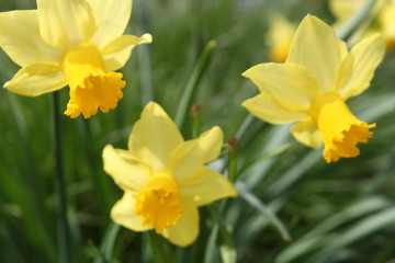 yellow daffodils full bloom,  in the garden on a spring day