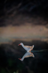 Frango de agua