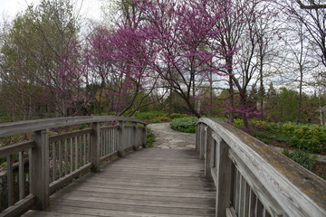 Plakat nature walk on path in the woods going over a bridge, the landscape is all the trees in full bloom on a spring day 