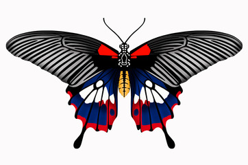 Beautiful common mormon butterfly on white background