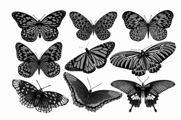 Black and white collection of beautiful butterflies