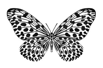 Details picture of flying butterfly on white background
