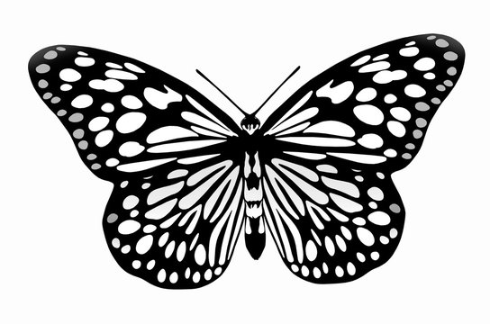Black and white image of flying butterfly