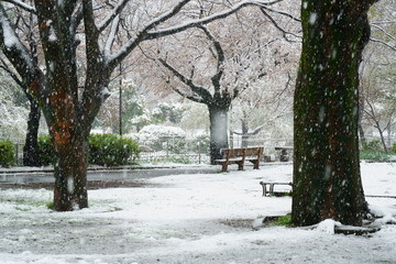 春の桜が咲くころに雪が降る