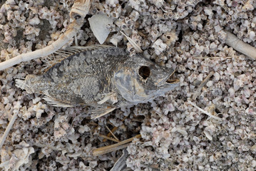 Dead Fish at Salton Sea
