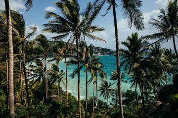 Fototapeta na wymiar palm trees on beach