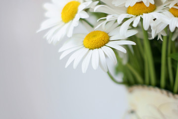 Obraz premium Tender daisies in a vase on a light background. Space for text.