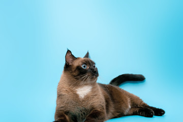 a Siamese cat is lying on a blue background at the bottom of the frame