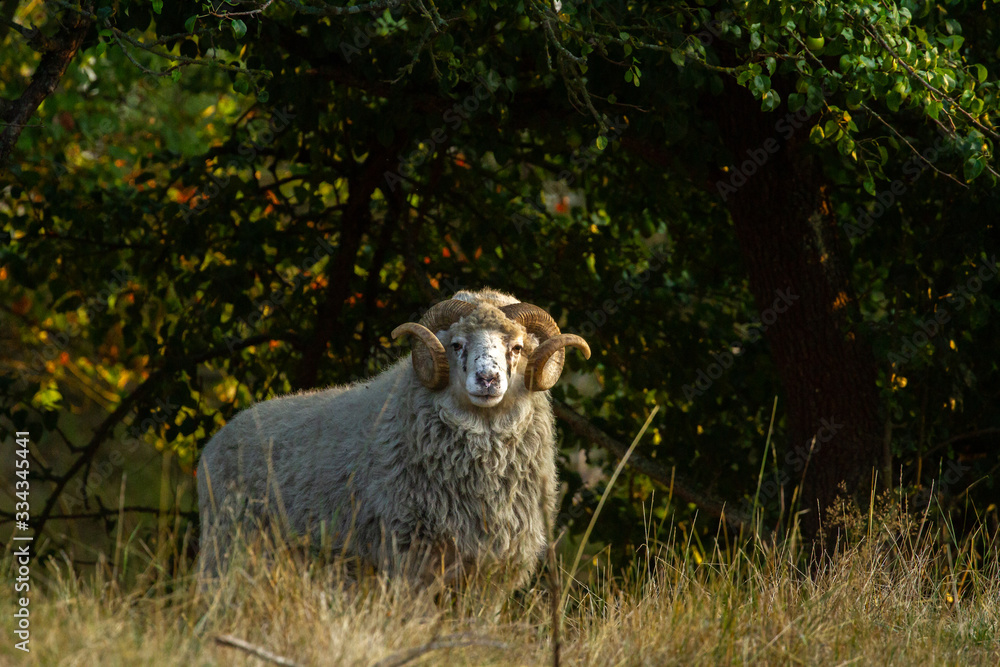 Wall mural sheep at sunrise