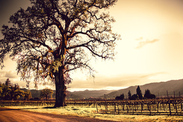 Tree watching the field