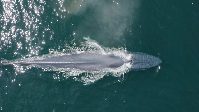 Top view of a beautiful large gray whale swimming on the surface of blue water, sparkling in the sun. The whale is in its natural habitat. It dives gracefully and disappears under the water. Aerial,4K