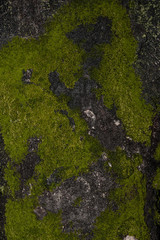 Moss on the tree